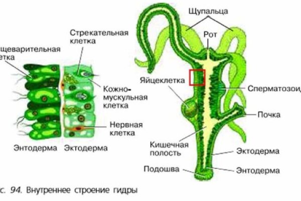 Kraken at сайт